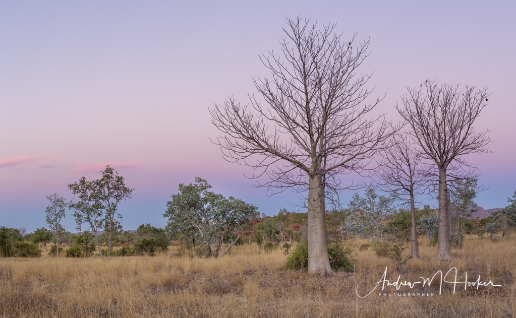 Boabs at Sunset